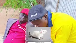 The difference between Black Rat and White Rat 😂😂