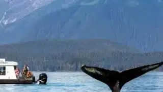 Alaska Marine Life 2019