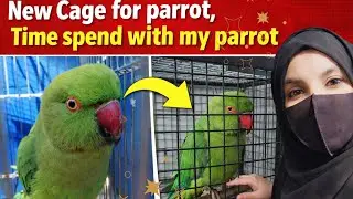 New Cage for PARI | Time spend with my Parrot 🦜| PARI taking shower 🚿 😍 