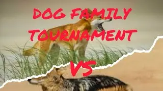 Dingo VS Jackal | Dog Family Tournament | Quarter Finals | Animal Kingdom 