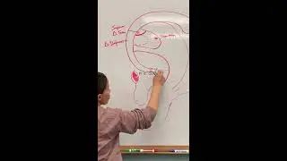 Class 2 Whiteboard Representations of Cavum and Cymba Concha