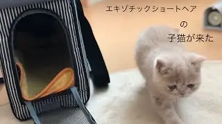 はじめて猫を迎えました【エキゾチックショートヘア】