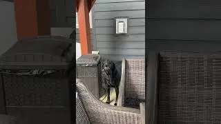 #Beautiful black lab howling  🥰🥰🥰