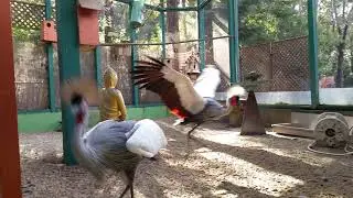African Cranes at Pandamonium Avaries