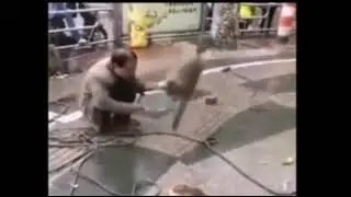 Shot on iPhone monkey knife meme