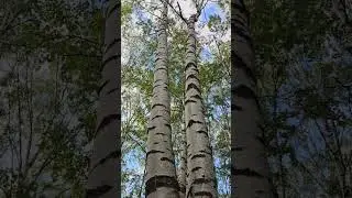 The biggest #birch #tree I've ever seen. #nature #selfcare #wow #shorts