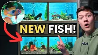 Adding NEW Fish To My Breeding Tanks!