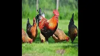 Country Chicken 100% Organic Live Desi