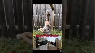 Spring Pole Support Bracket.   #springpole #bullybreed #bully #dog #dogtraining