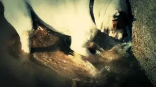 Narco el perro mas gracioso del mundo AMSTAFF HD