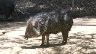 Chacoan Peccary LA Zoo Summer Los Angeles California July 9, 2025 Conservation Heatwave 89 Degrees