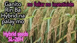 Ganito din ba kaganda tanim mong palay na hybrid sl-20h