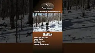 Gypsy Draft X Gelding For Sale (Ranch/Youth/Trail)