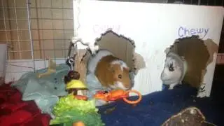Guinea Pig Enrichment