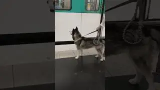 METRO and a smart DOG#paris #france #metro #dog #chien#smart