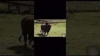 Semen disponible del toro brahman rojo Lucitania Millonario tanque (Fresa )