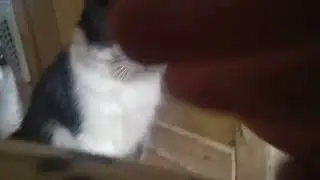Facs of my cat 
