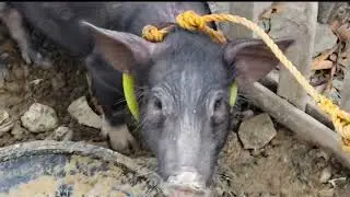 Paano gumawa ng tali sa baboy