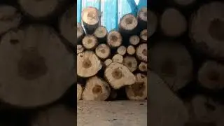 make profit from farming trees 03120151856 poplar farming #music #cowboys #fieldfare