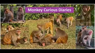 Wild monkey daily life style: A winter morning in the life of a forest troops.🌿🐒