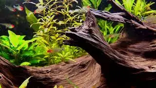 Your dream jungle is now a reality 🌿🐟The TMC Biome Tank