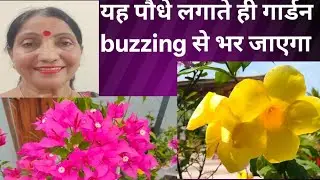  Pollinator Garden Tips