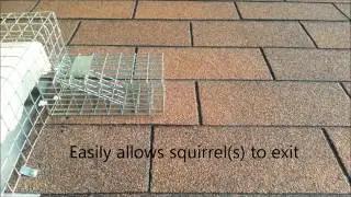 S33 - Squirrel One Way Door