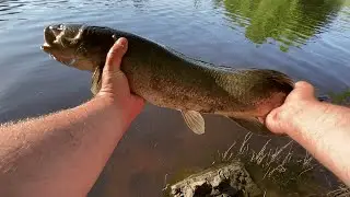 The River is Full of these Things!