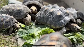 Up close with TORTOISES!