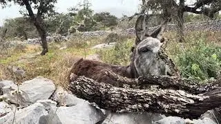 La camita de M&aacute;scara 