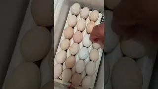 تفقيس البيض باستعمال فقاصة أوتوماتيكية من فئة 24 بيضة