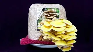 Crecimiento de setas Pleurotus Citrinopileatus (Setas de Ostra Amarillas)