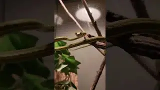 The judgemental shoelace! Vine or snake? #vinesnake #judgemental #reptiles #derpy #venomoussnakes