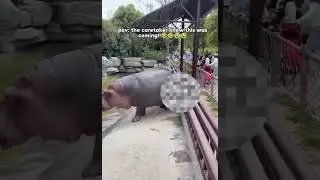 Hippo Farts&hellip; and Sends Zoo Visitors Running for Their Lives!