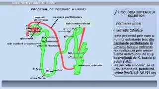 Lecția 32: Fiziologia sistemului excretor