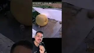 Respondendo a Batista Podocure isso &eacute; o que acontece quando uma flor f&ecirc;mea de abobora gigante &eacute;