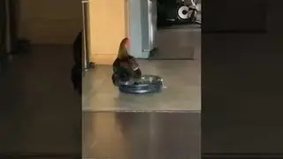 Cool Chicken Rides on Roomba || ViralHog