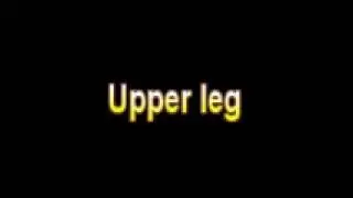 What Is The Definition Of Upper leg Medical School Terminology Dictionary