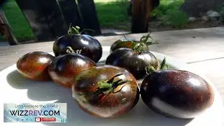 Midnight Tiger striking and boldly flavored new variety from J&L Gardens