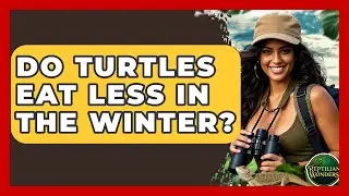Do Turtles Eat Less In The Winter? - Reptilian Wonders
