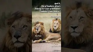 Entering the 4th year of his reign. #lion #majingilane #mapogo #sabisands