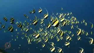 Moorish Idols Spawning Aggregation. Underwater 4K Stock Footage