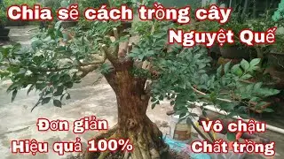 Kỹ thuật trồng c&acirc;y Nguyệt Quế tỉ lệ sống 99%.