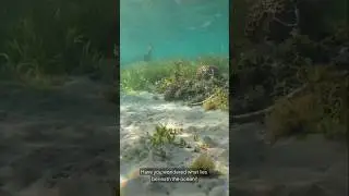 Mysterious Objects Found in the Depths of the Ocean