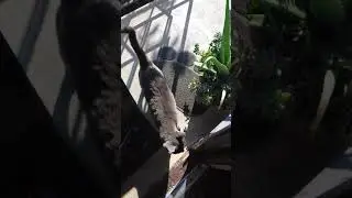 Outside homeless cat's cold shelter set up.