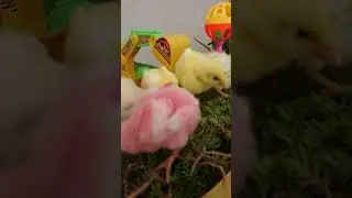 chicks eating grass play with toy🎈🎈🎈🎈😋😋