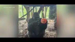 Lincoln Park Zoo animals chill out with cool treats during heat wave