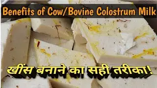 Health Benefits of Cow/Bovine Colostrum @Gir Gau Krushi Jatan Sansthan | खींस/कोलोस्ट्रम के फ़ायदे