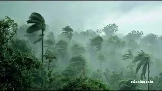 Madagascar Rainforest Storm in 8K Ultra HD | Deep Jungle Rain Ambience