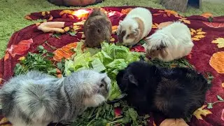 Hungry Guinea Pigs 